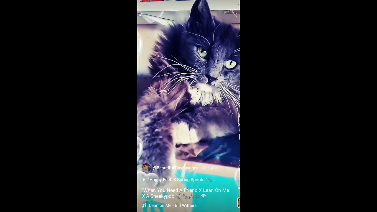 When You Need A Furiend X Lean On Me X A Sneekypoo π±πΎππΌπΆ Come See