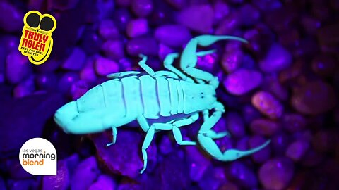 Seasonal Pest Pressure, Rodent Pressure Rise in Vegas with Summer Temperatures