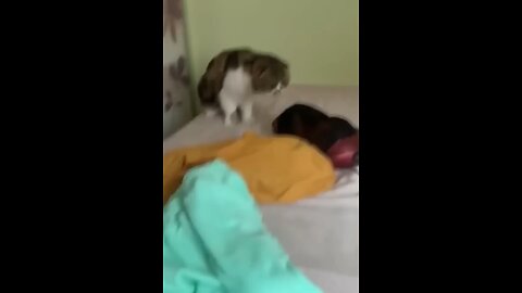 FUNNY MOMENTS CAPTURED OF CATS DOING DRAMAS