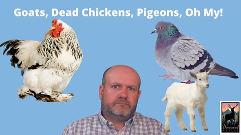 Apartment Filled with Goats…And Some Dead Chickens..Deerwood Realty and Friends…Ep. 39