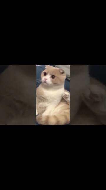 #animais #gatos #cachorros #animaisshow #funny #shorts