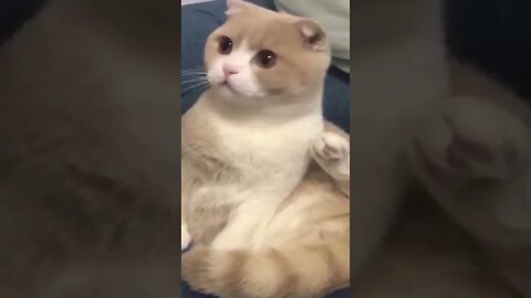 #animais #gatos #cachorros #animaisshow #funny #shorts