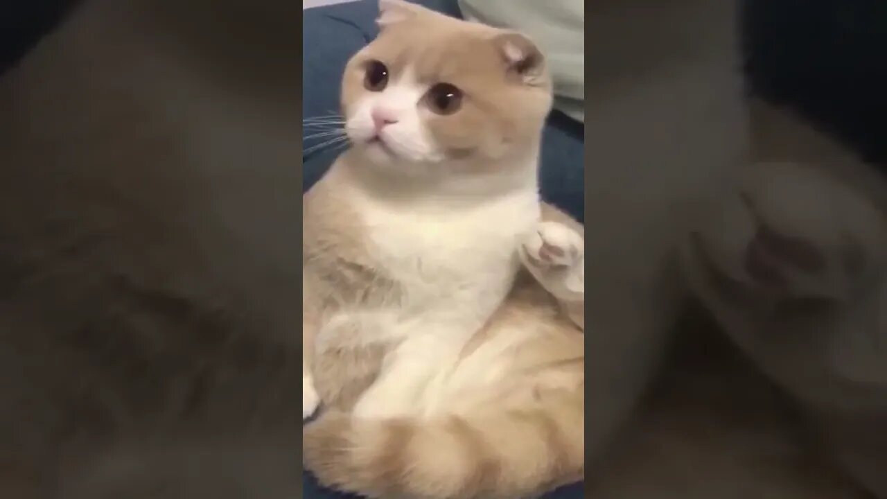 #animais #gatos #cachorros #animaisshow #funny #shorts
