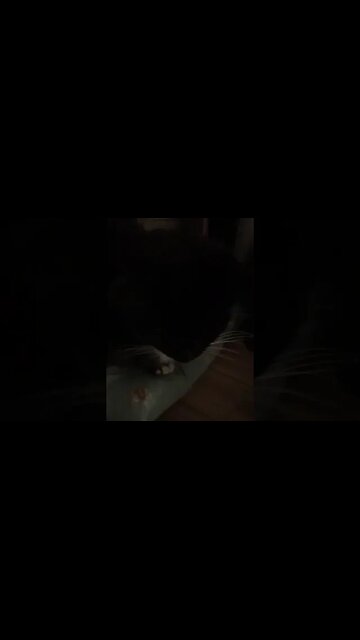 12th November 23 Pip....and Maggie