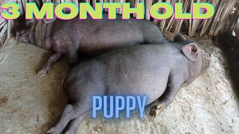 pig farm in Nepal 3 month old zero invesment pig farm in Nepal#villagers #jeetraj #vlog #biratnagar