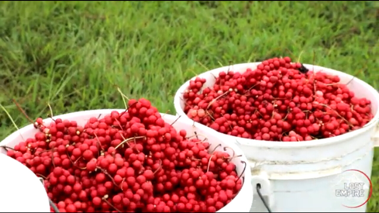 Schisandra Berry - Use, History, Benefits and More Live from American Schisandra Farm