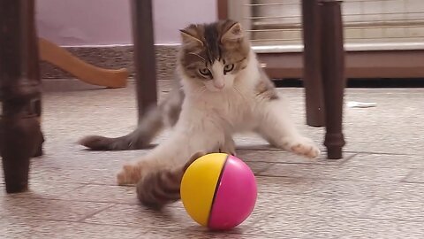 Kittens Reaction To New Interactive Toy