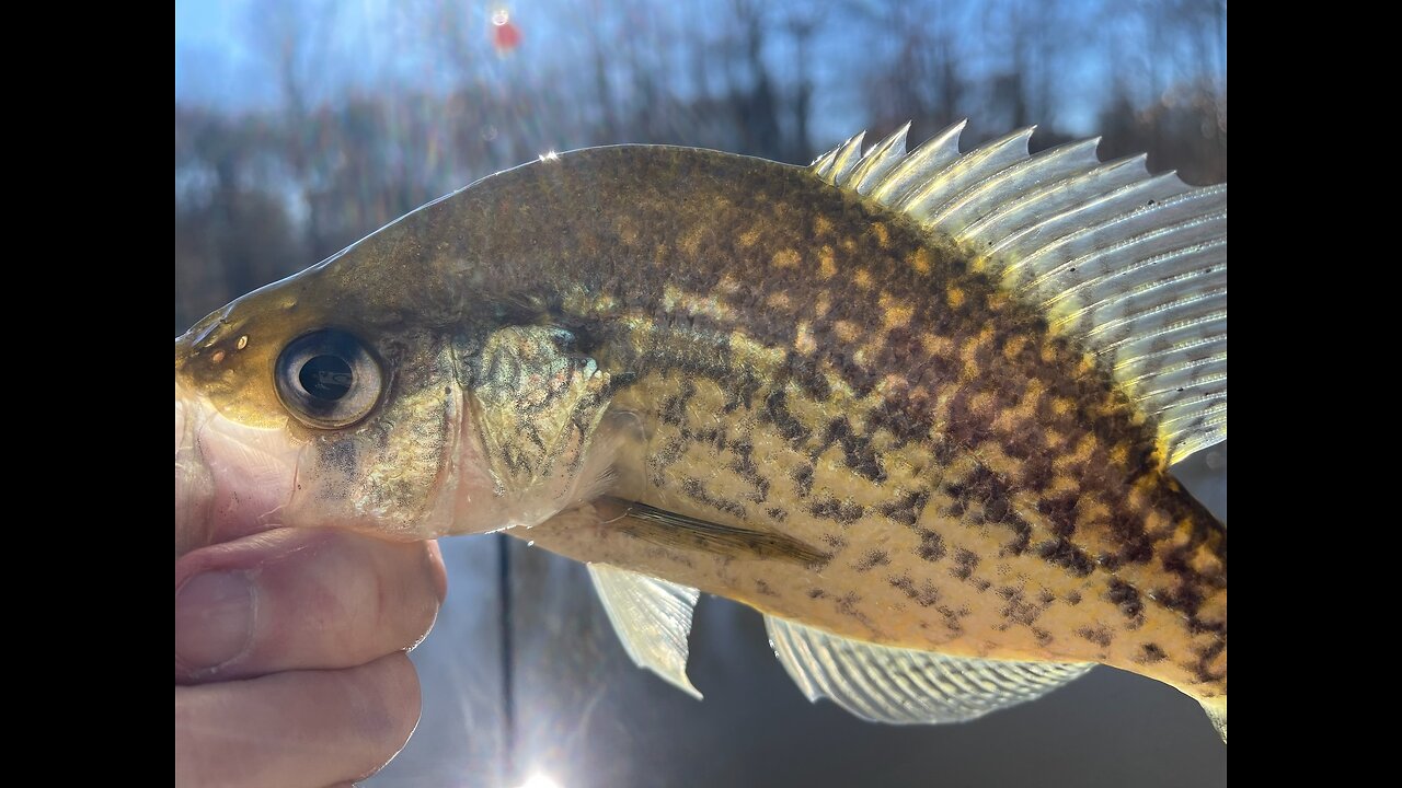 First Catch Of The Year - Gave It The College Try (Crappie Happy)