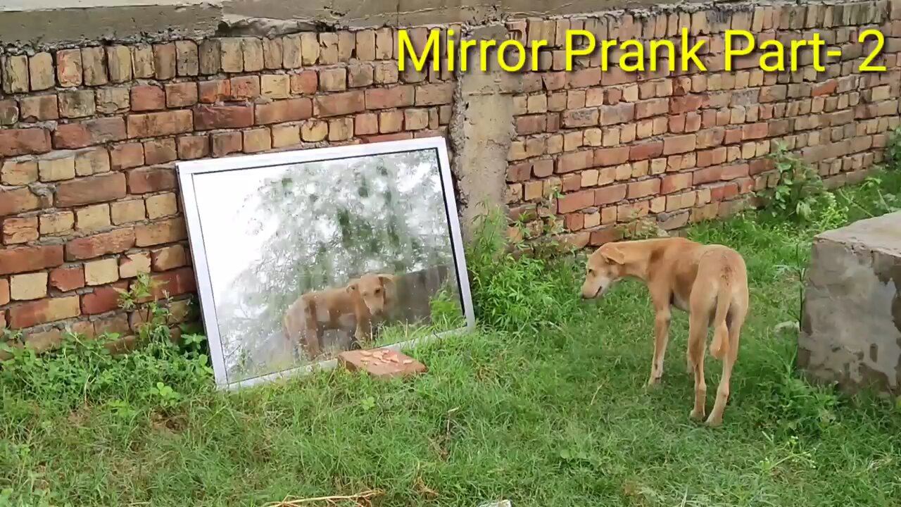 Dog 🐕 mirror Hilarious funny prank