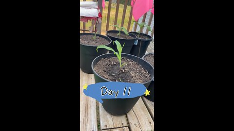 Plant growth daily update day 11