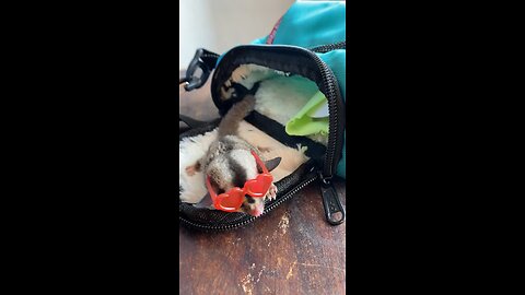 Sugar glider we bought traveling in Indonesia