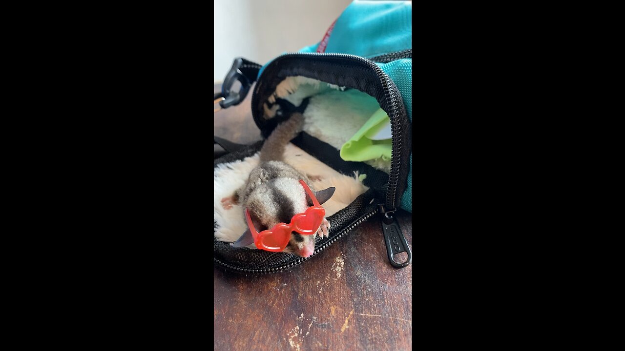 Sugar glider we bought traveling in Indonesia