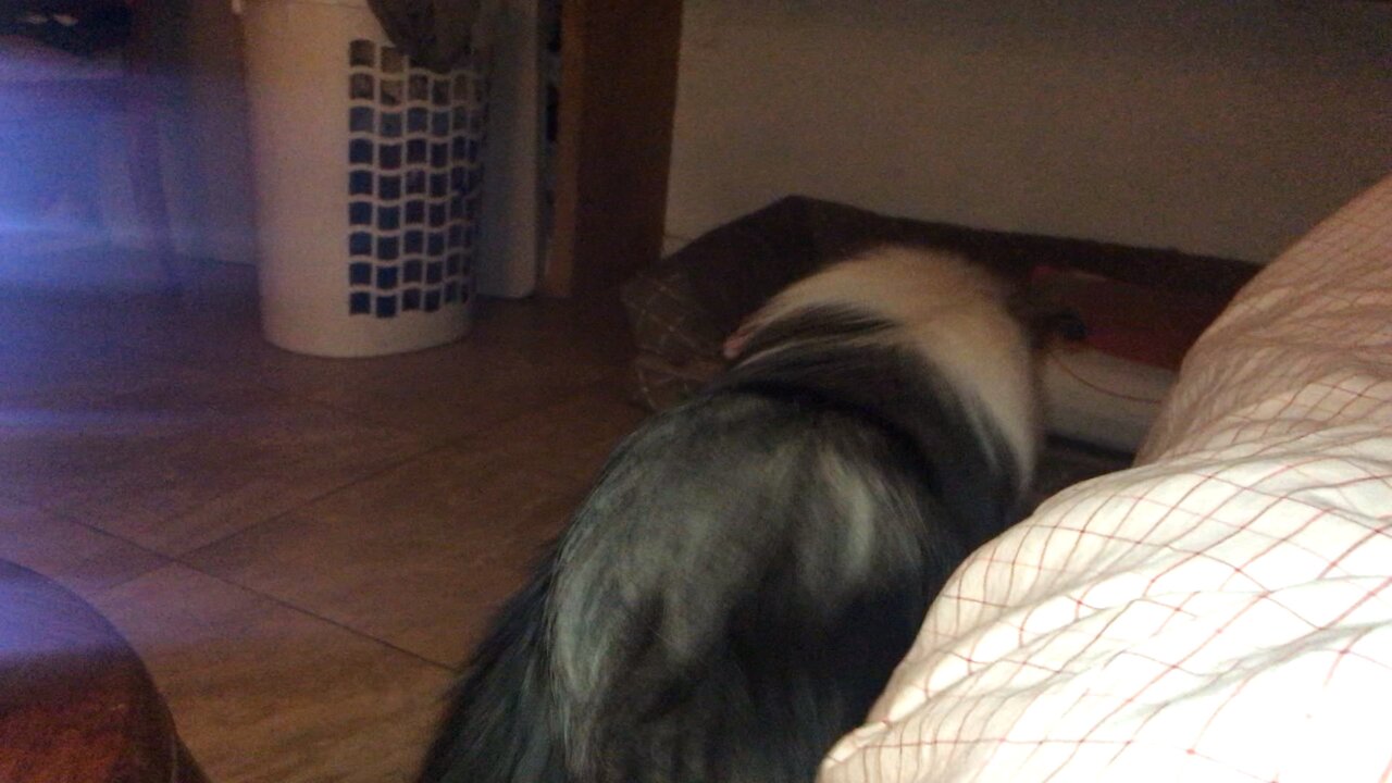 My dog wants his butt scratch