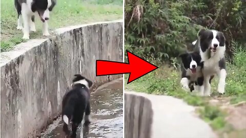 The Most Intelligent Dog