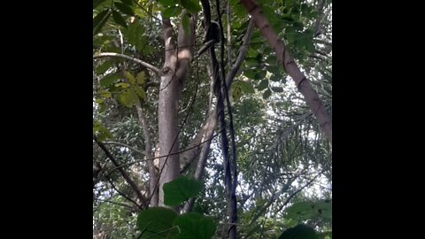 ACHEI UMA FLORESTA DE GUINOMOS NA MINHA FAZENDA 🚜