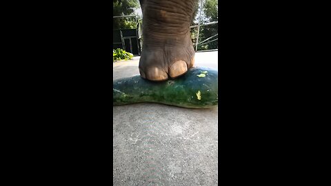 Elephants like gourd melons? Maybe or their only choice?