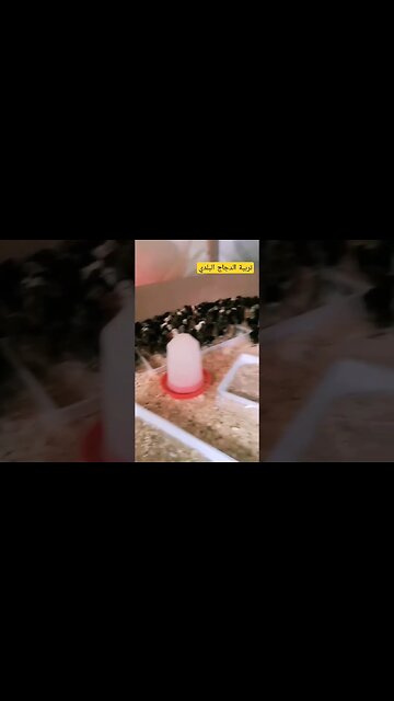 تربية الدجاج البلدي الأسود في المزارع مرحبا