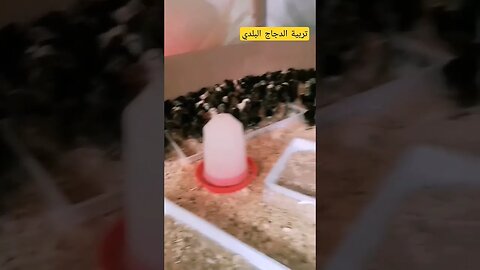 تربية الدجاج البلدي الأسود في المزارع مرحبا