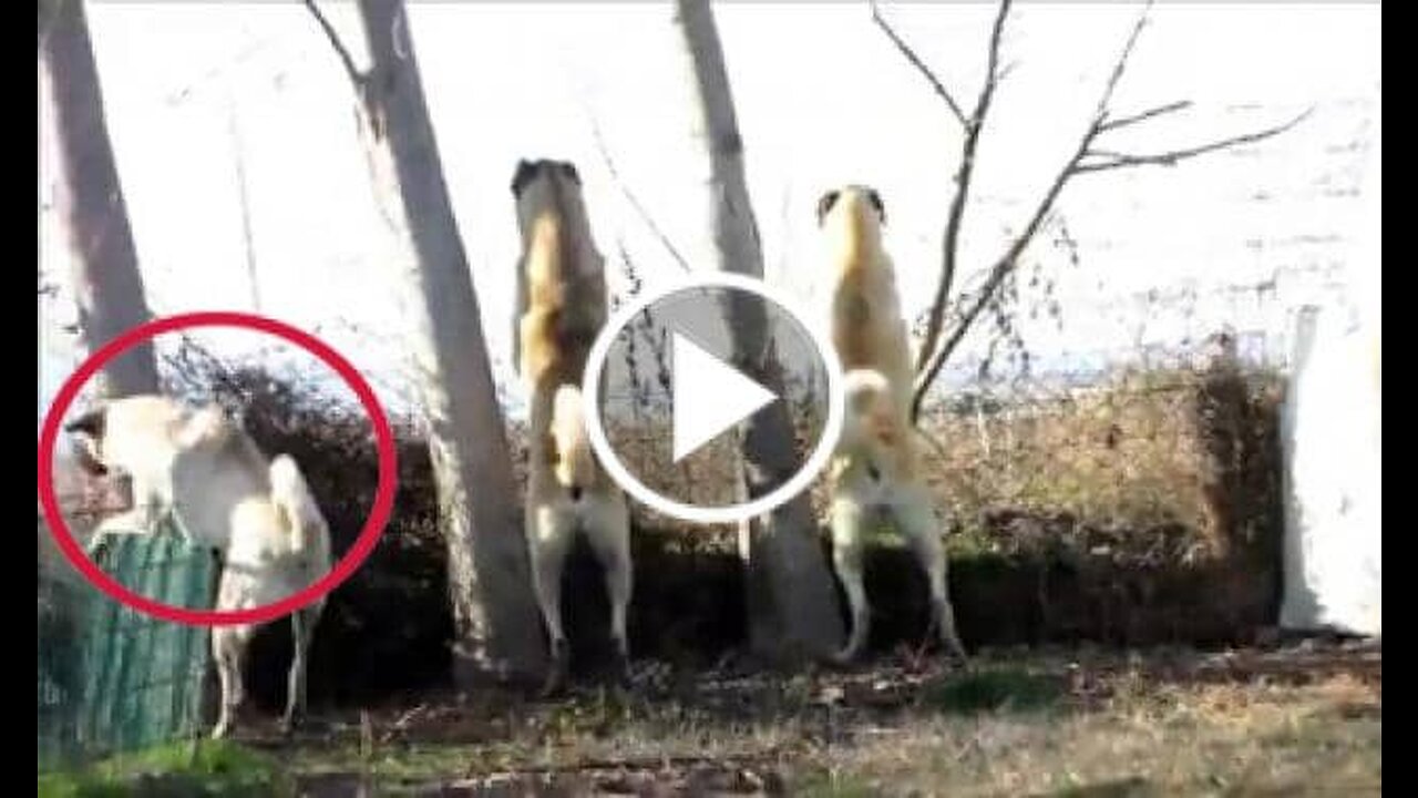 Kangal Shepherd Dogs in the Garden