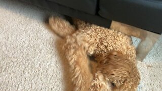 Weirdo relaxes under the futon