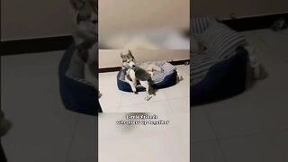 FUNNY CUTE PUPPY - Tiktok Compiled #Shorts