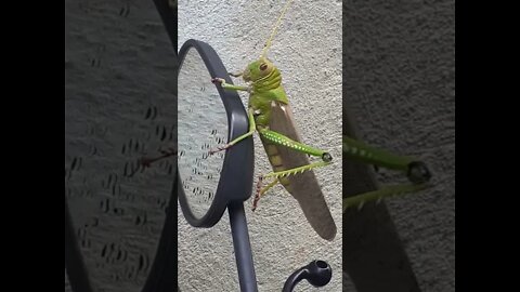 gafanhoto gigante na minha casa