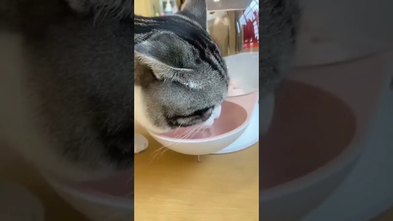 #shorts #2022 funny,prank,funjokes,dad jokes,funny memes,funny video,fun,laughing,funny animal,knock
