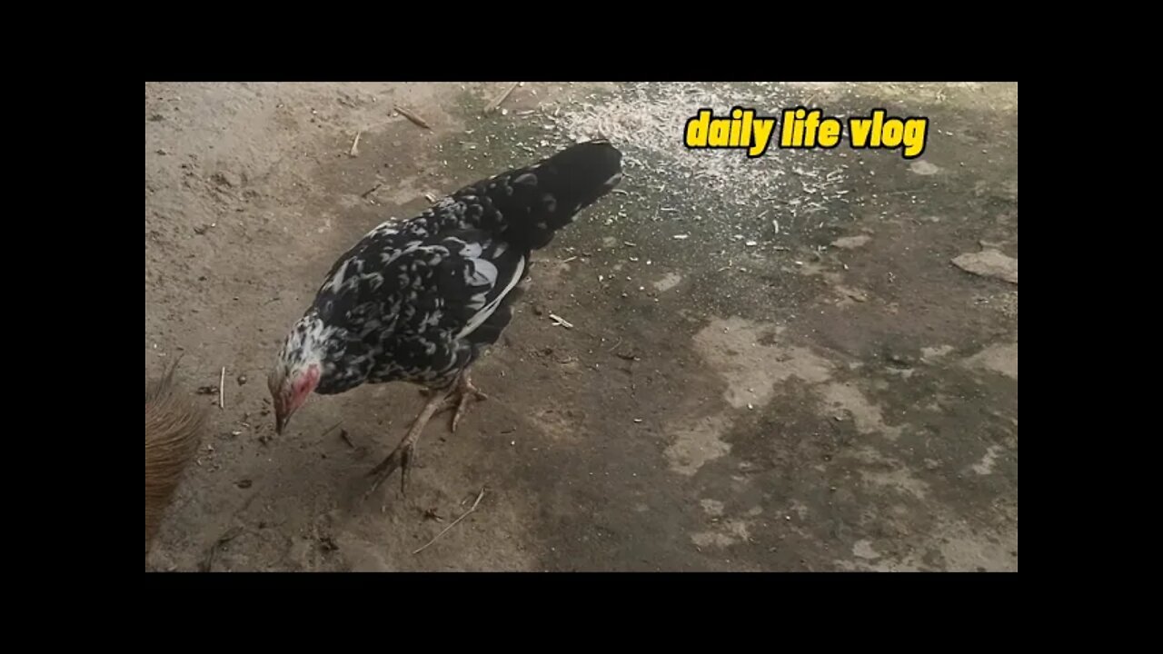 The hen is picking up every grain of rice