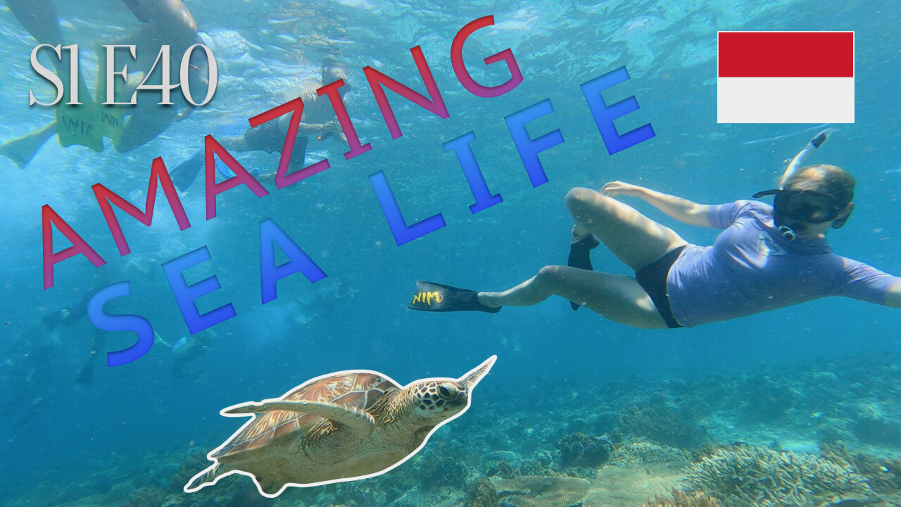 S1E40: The amazing sea life of Indonesia