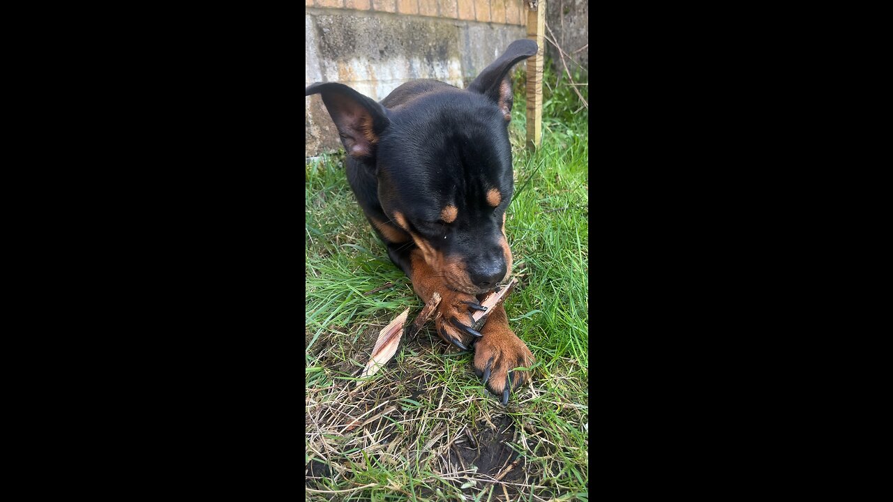 “Cute Dog Loves To Chew Wood”