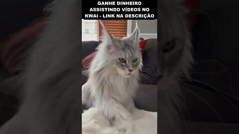 muito bonito esse gato 😮😮😮