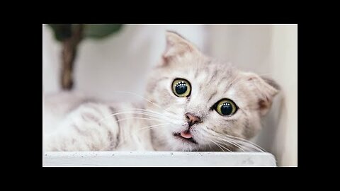 Funny Cat Videos - You will Laugh So Hard 🤣 2023