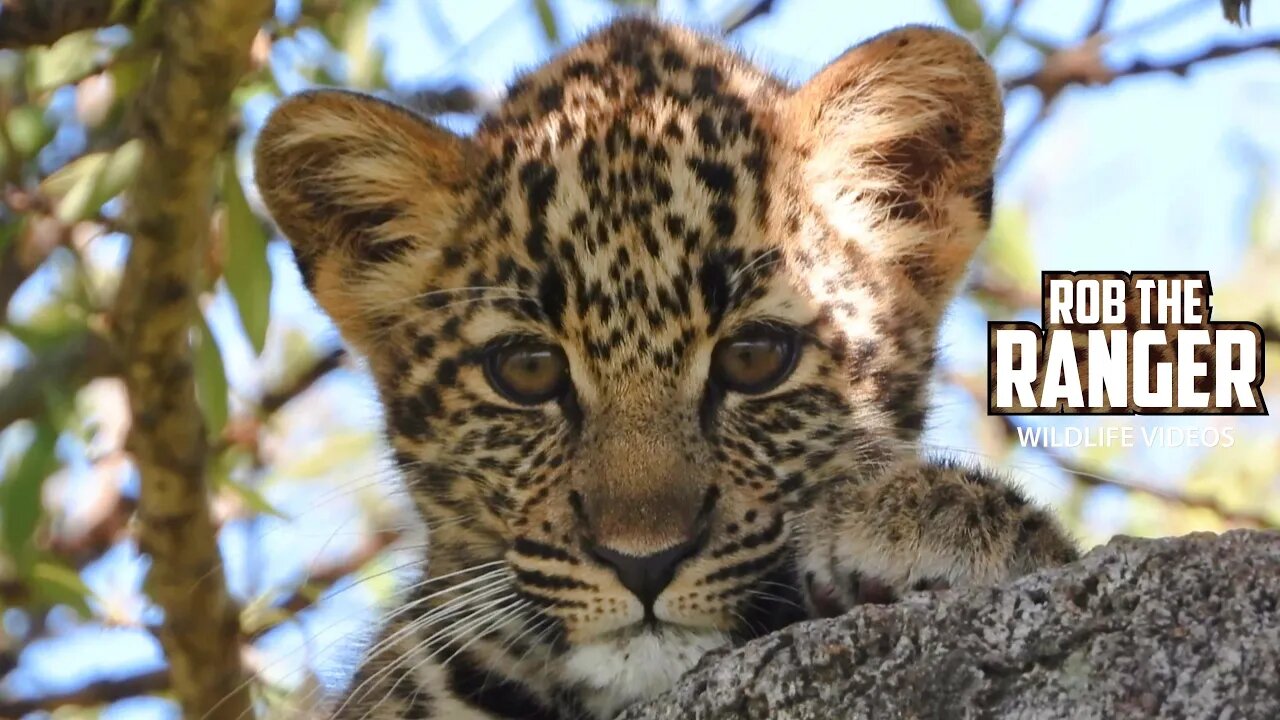 Cute Little Leopard Cub | Maasai Mara Safari | Zebra Plains