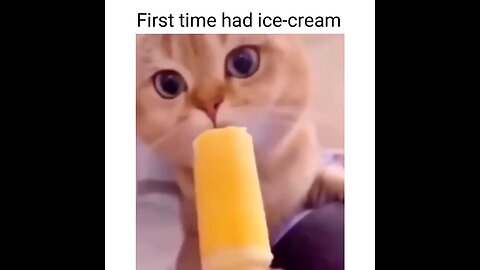 cats funny video