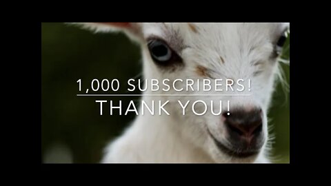 1,000 Subscribers! Thank you!