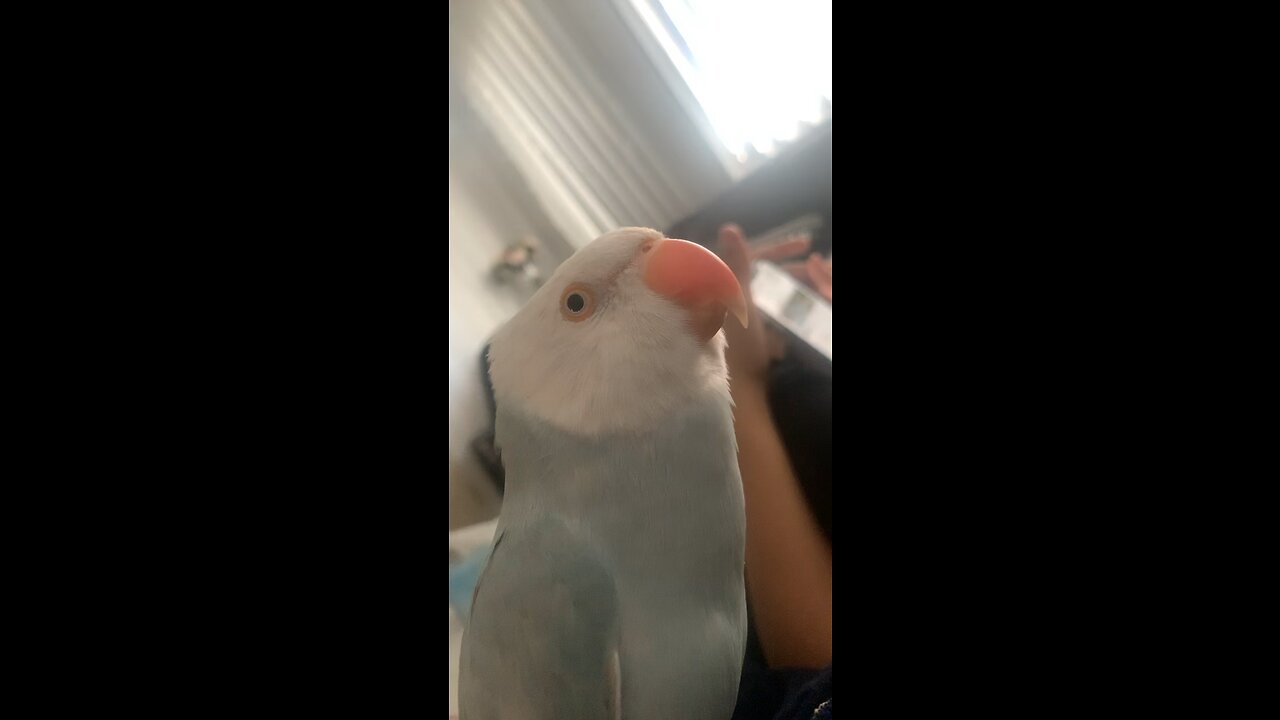 Cute bird doing turbo sounds