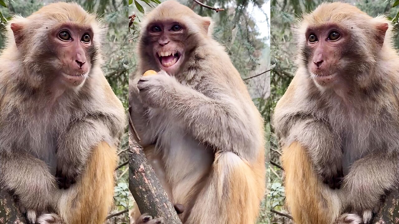 MY COUNTRYSIDE FUNNY MONKEY KING