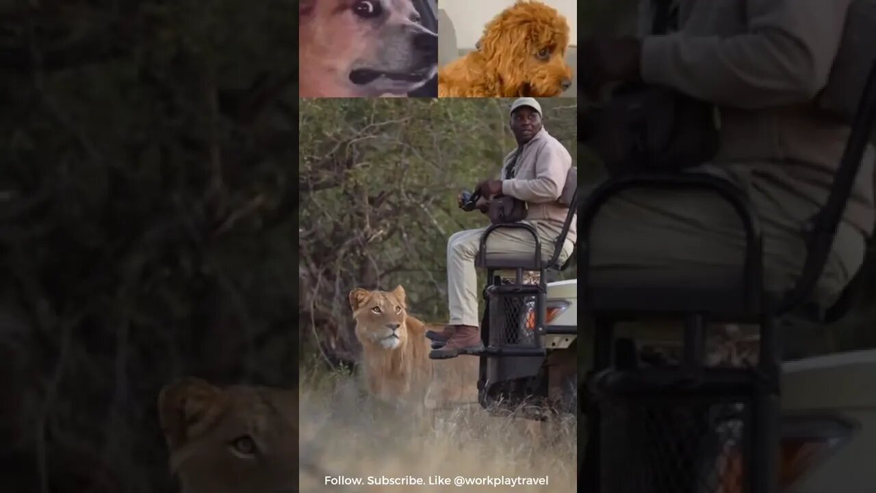 OMG😲😯😨#lion #safari #africa #animals #carnivore #habitat #omg #intense #workplaytravel #shorts