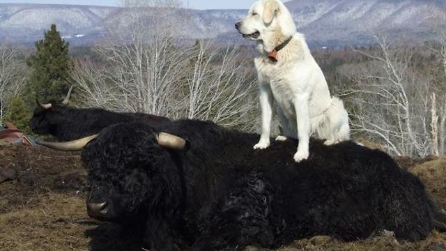 Livestock Guardian Dog enjoys that last patch of Spring snow before going back to work