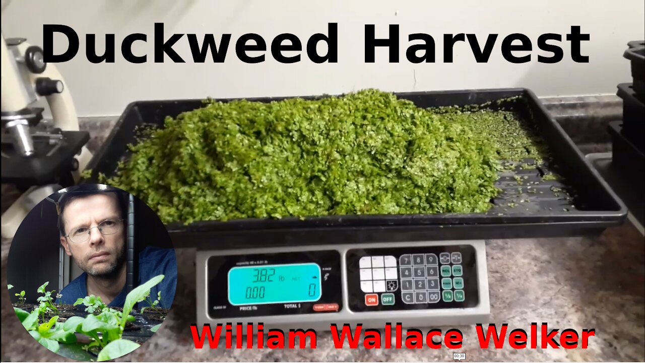 Duckweed Harvest