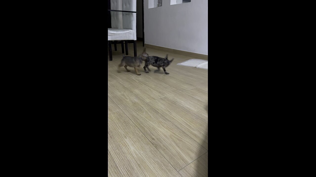 FRENCH BULLDOG PUPPIES PLAYING ROUGH!!