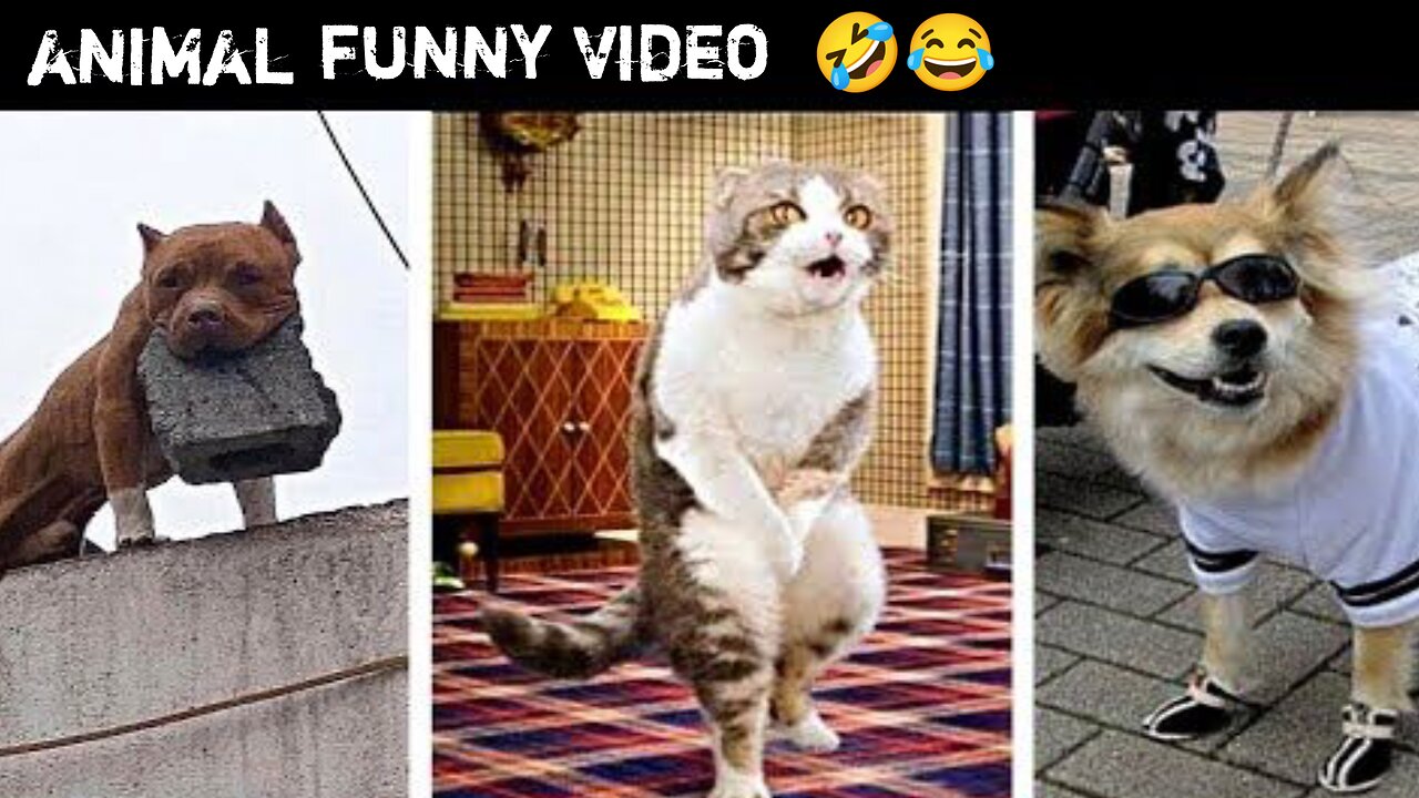 Laugh Out Loud at the Latest Funny Doggy & Kitty Video Compilation