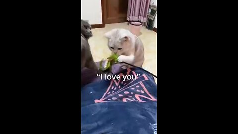 Cats funny videos _ funny videos cats and pets @shorts