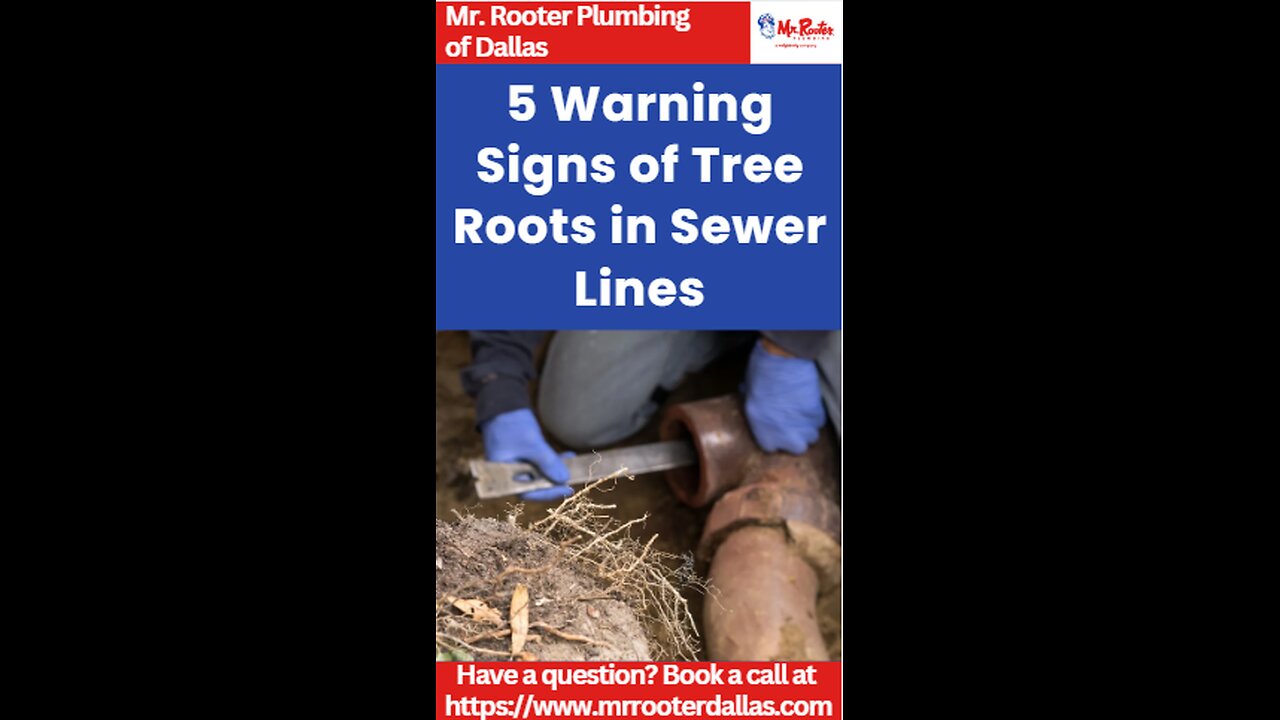 5 Warning Signs of Tree Roots in Sewer Lines