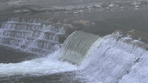 Salmon run Humber River 2022 edition 3