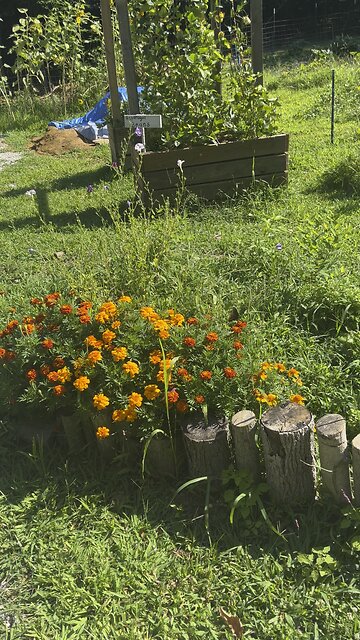 Butterfly 🦋 Chamberlin Family Farms #flowers #butterflies #nature #countrylife