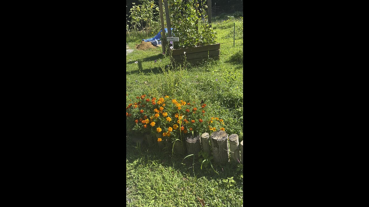 Butterfly 🦋 Chamberlin Family Farms #flowers #butterflies #nature #countrylife