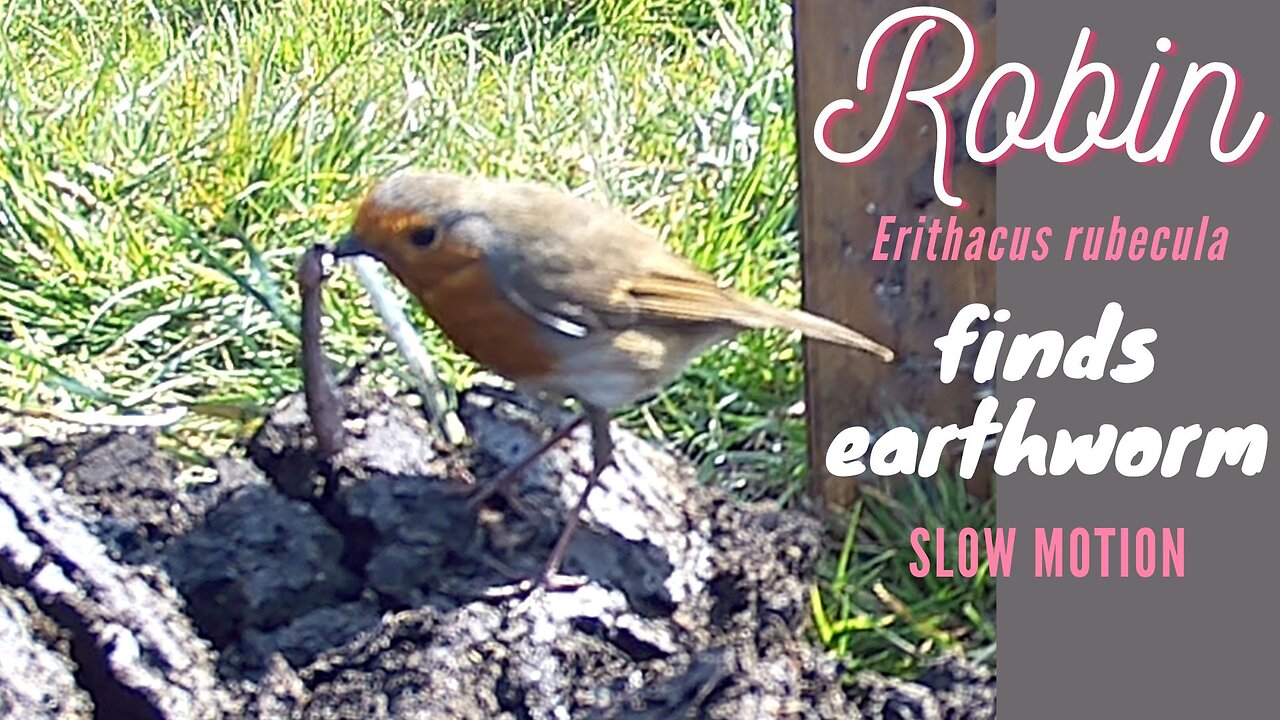 Robin Bird Finds a Worm