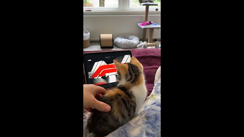 Kitten’s First F1 Experience