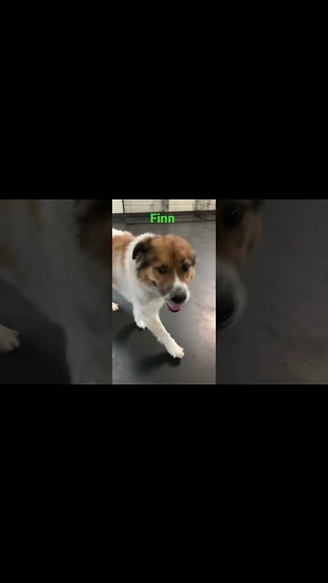 [Shorts 0102] FINN [#dogs #doggos #doggies #puppies #dogdaycare]